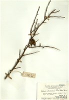 藏品(葨芝)的圖片